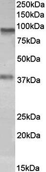AOC3/VAP1 Antibody