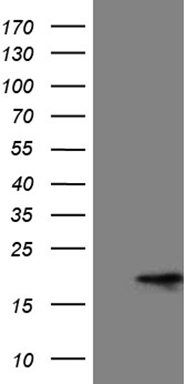 VAPB Antibody