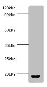 AVP Antibody