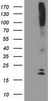 VASP Antibody