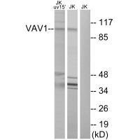 VAV1 Antibody