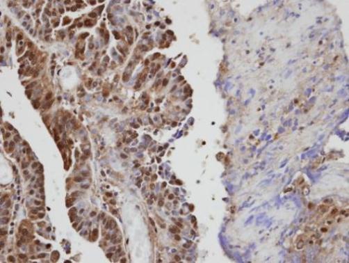 VAV1 Rabbit Polyclonal Antibody