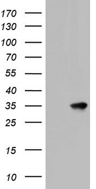 VCAM1 Antibody