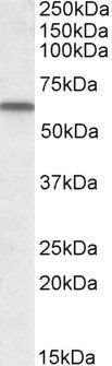 VCBP/GC (aa 18 - 30) Antibody