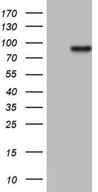 VEGF Receptor 2 Antibody