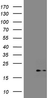 VEGF Receptor 2 Antibody