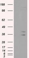 VEGFA Antibody