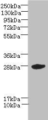 VEGFA Antibody