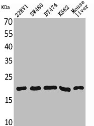 VEGFA Antibody