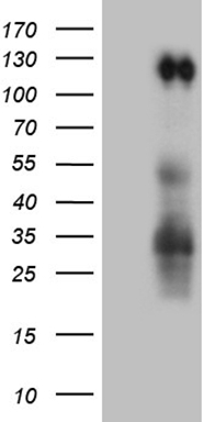 VEGFD Antibody