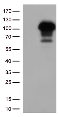 VEGFD Antibody
