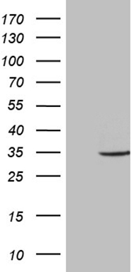 VEGFD Antibody