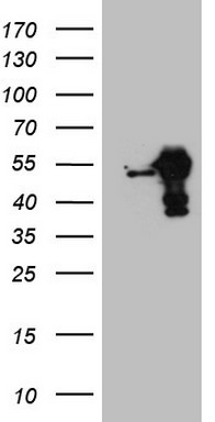 VEGFD Antibody