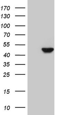 VEGFD Antibody