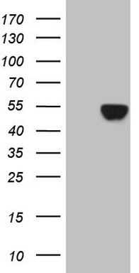 VEGFD Antibody
