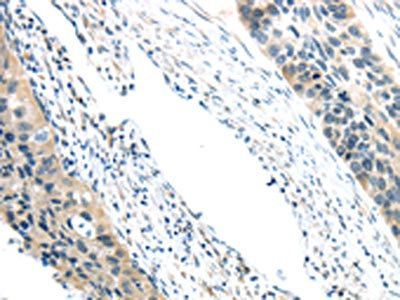 VGF Antibody