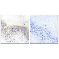 VGF Antibody