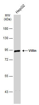 Villin Rabbit Polyclonal Antibody