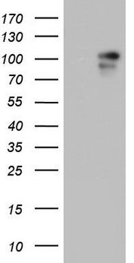 VIM Antibody