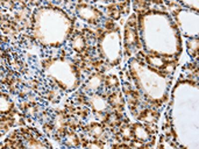 VIMP Antibody
