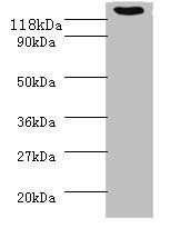 VCL Antibody