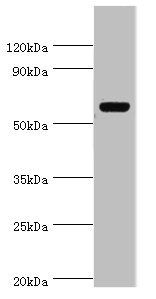 GC Antibody