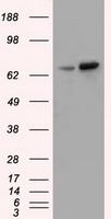 SLC18A2 Antibody