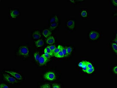 VN1R2 Antibody