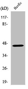 VN1R2 Antibody