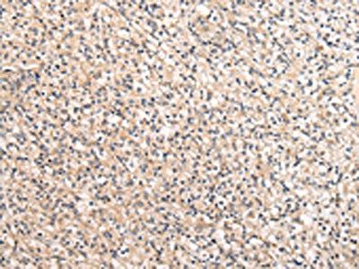 VPS28 Antibody