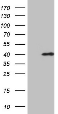 VRK1 Antibody