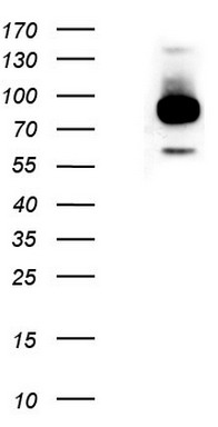 VRK2 Antibody