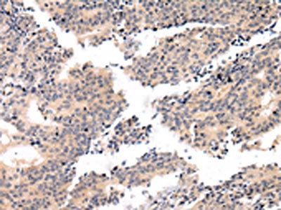 VSIG8 Antibody