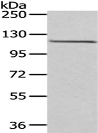 WDR36 Antibody