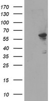 WDR4 Antibody