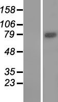 WDR49 Human Over-expression Lysate