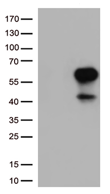 WDR77 Antibody