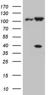 WDR77 Antibody