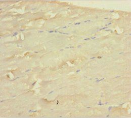 WDR77 Antibody