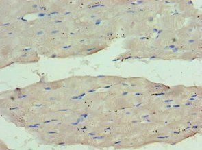 WDR77 Antibody