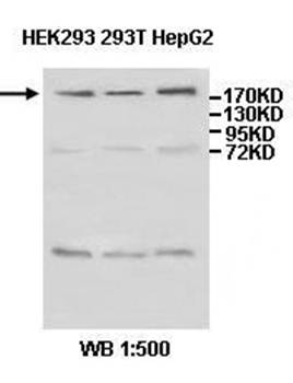 WNK1 Rabbit Polyclonal Antibody