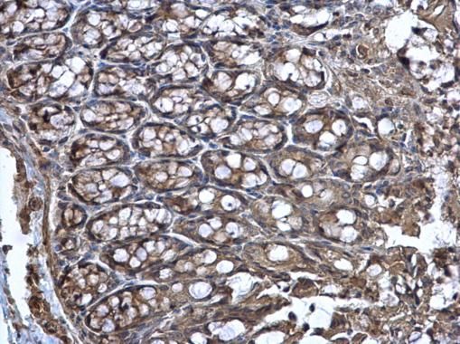 Wnt11 Rabbit Polyclonal Antibody