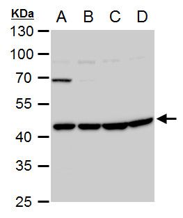 Wnt11 Rabbit Polyclonal Antibody
