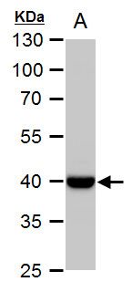 Wnt11 Rabbit Polyclonal Antibody