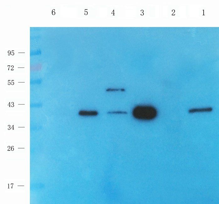 WNT3 antibody
