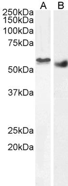 Clik1/STK35 Antibody