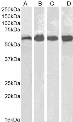 Catalase/CAT Antibody