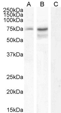 Neurochondrin Antibody