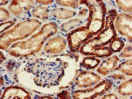 WWP2 Antibody