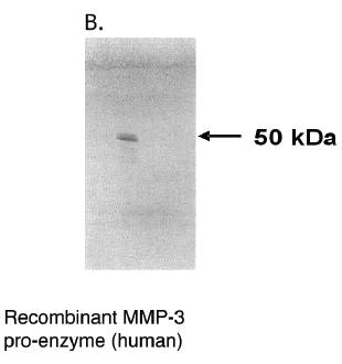 Mouse Human Matrix Metalloproteinase 3 (MMP3) Antibody
